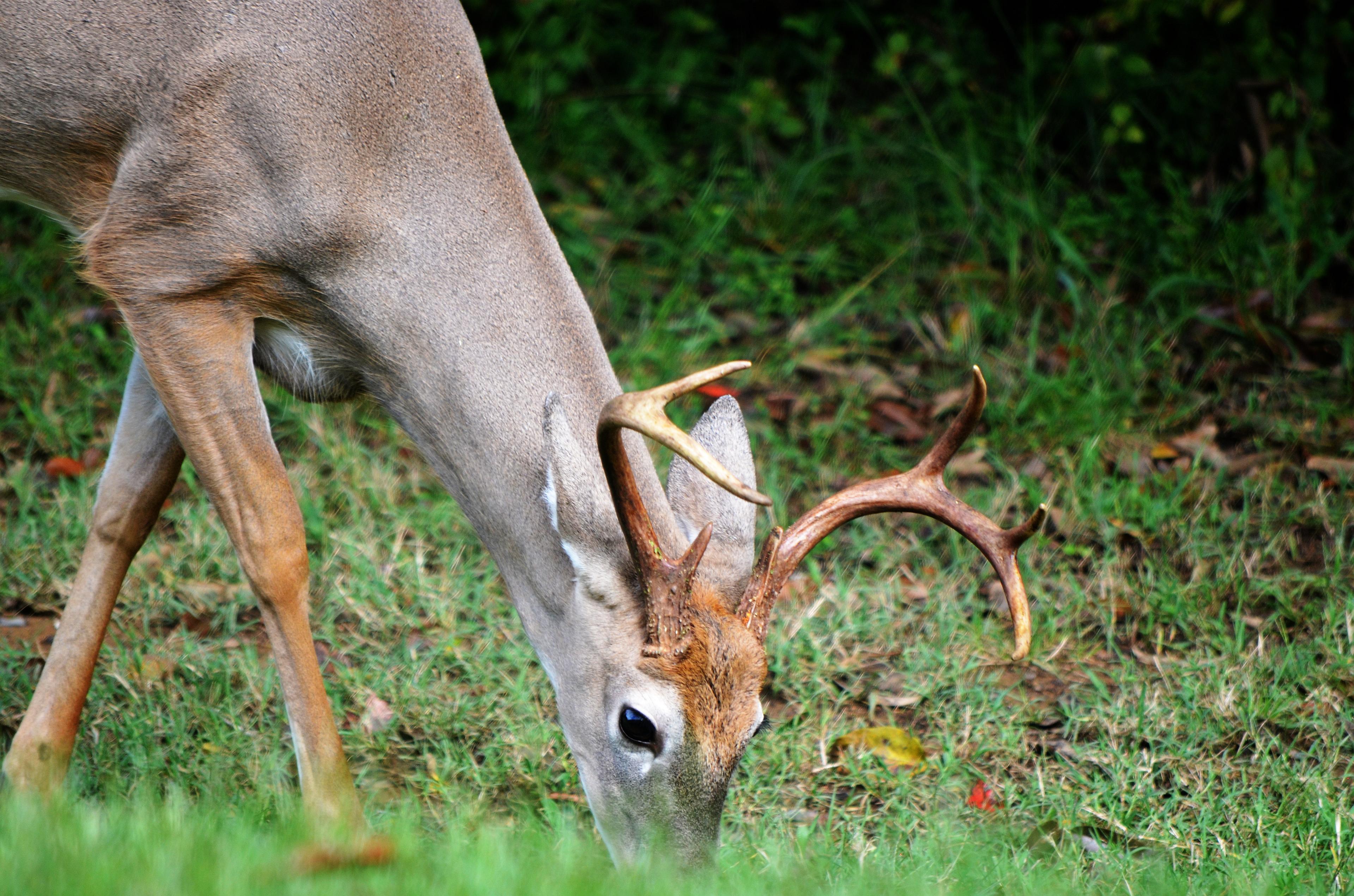 Buck grazing on grass (Nikon D5100)